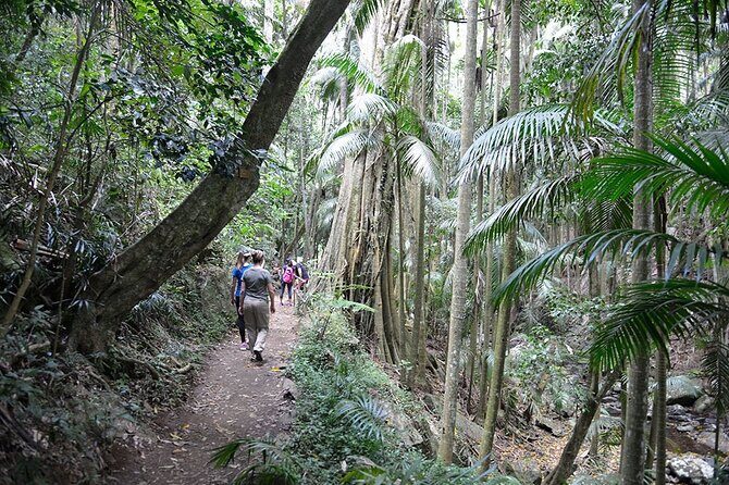 Hop on Hop off - Tamborine Rainforest Skywalk + Glow Worm Caves - Practical Tips for Travelers