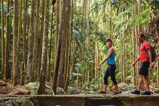 Hop on Hop off - Tamborine Rainforest Skywalk + Glow Worm Caves - Who Will Benefit Most?