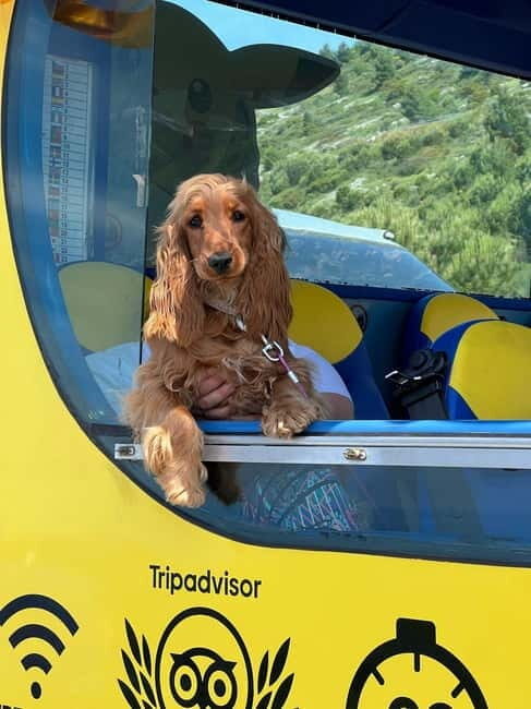 Hop-On Hop-Off Yellow Cabrio Tour: See Dubrovnik in 90mins - Authentic Experiences & Feedback from Travelers