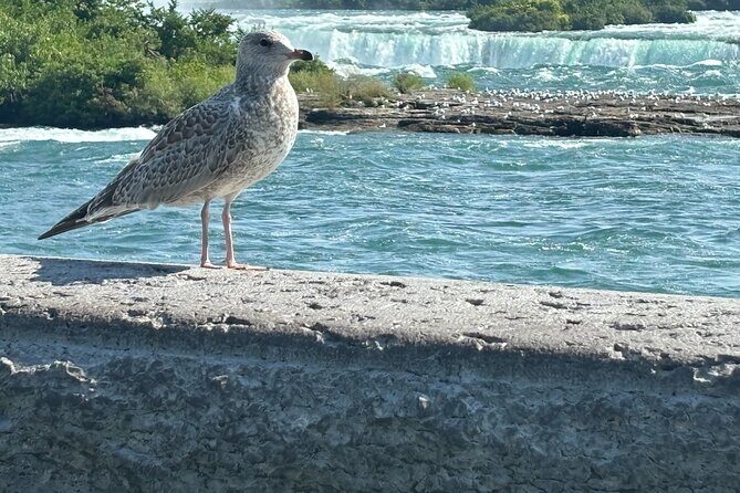 Hornblower Boat and Walking Tour of Niagara Falls - FAQ: Practical Questions Answered