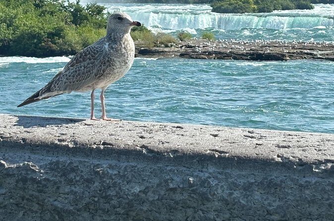 Hornblower Boat and Walking Tour of Niagara Falls - Final Thoughts