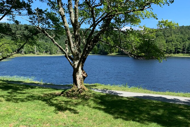 Horse and Carriage Ride Through Moses H. Cone Park - Expectations and Highlights