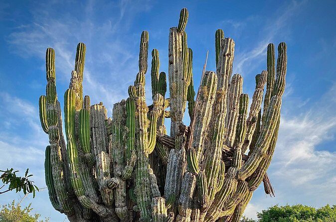 Horse Back Ridding Tour on the Pacific Ocean & Desert - What the Reviews Say