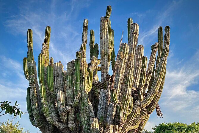 Horse Back Ridding Tour on the Pacific Ocean & Desert - Pricing and Value Analysis