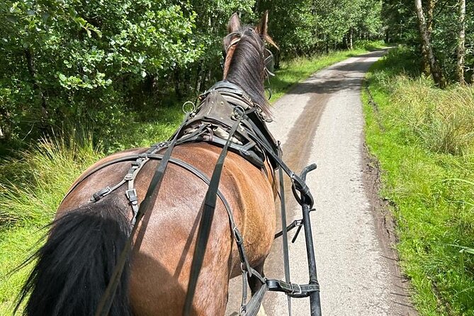 Horse-Drawn Carriage Tours in Killarney - Traveler Reviews and Highlights
