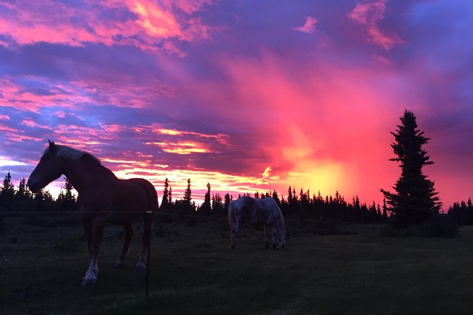 Horse-Drawn Covered Wagon Ride With Backcountry Dining - What To Expect