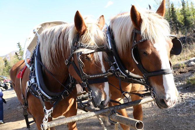 Horse-Drawn Covered Wagon Ride With Backcountry Dining - Customer Reviews