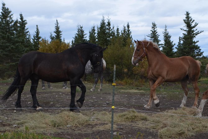 Horse-Drawn Covered Wagon Ride With Backcountry Dining - Recap
