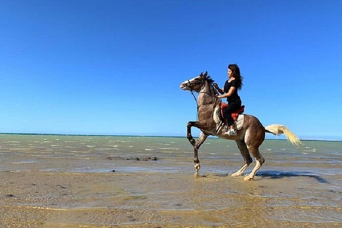 Horse Riding at Red Sea Desert and Sea From Sharm - Frequently Asked Questions