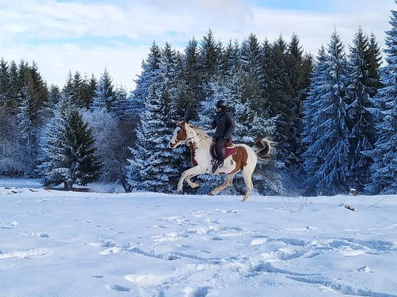 Horse Riding Day Trip in the Rila Mountain - What to Expect on the Day