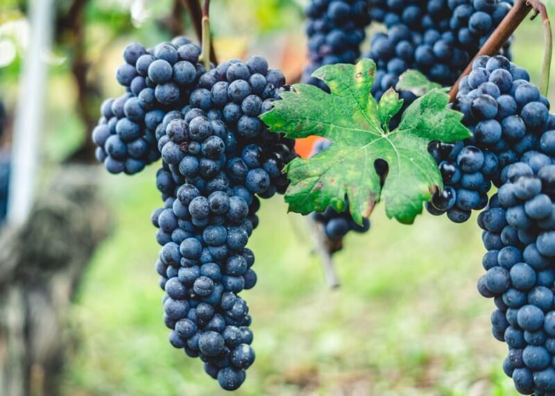 Horse Riding Experience on Vesuvius w/ Wine Tasting - The Experience Itself: What You Can Expect