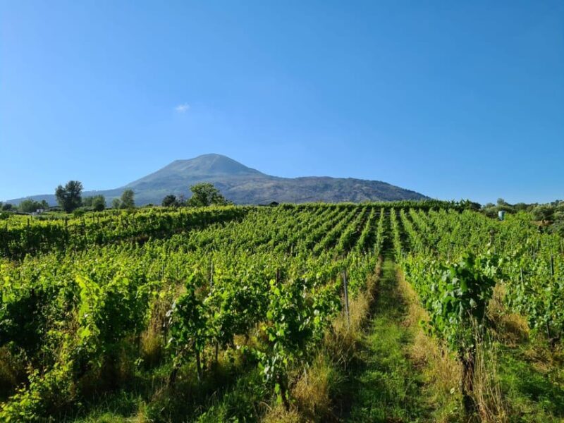 Horse Riding Experience on Vesuvius w/ Wine Tasting - Who Will Enjoy This Tour?