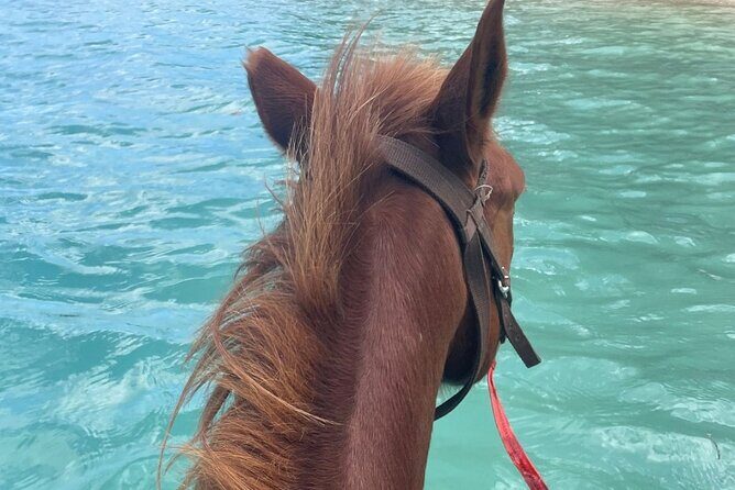 Horse Riding in Port Vila with Yumi Tours - Why This Tour Is a Great Choice