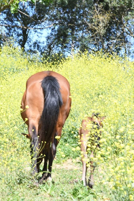 Horse Riding Lesson & Lunch & Regional Wine Tasting - Discovering Arrábida: A Unique Blend of Nature, Culture, and Gastronomy