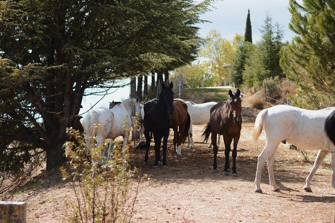 Horse Riding Madrid Natural Park (long Trip) - An In-Depth Look at the Horseback Riding Tour in Guadarrama