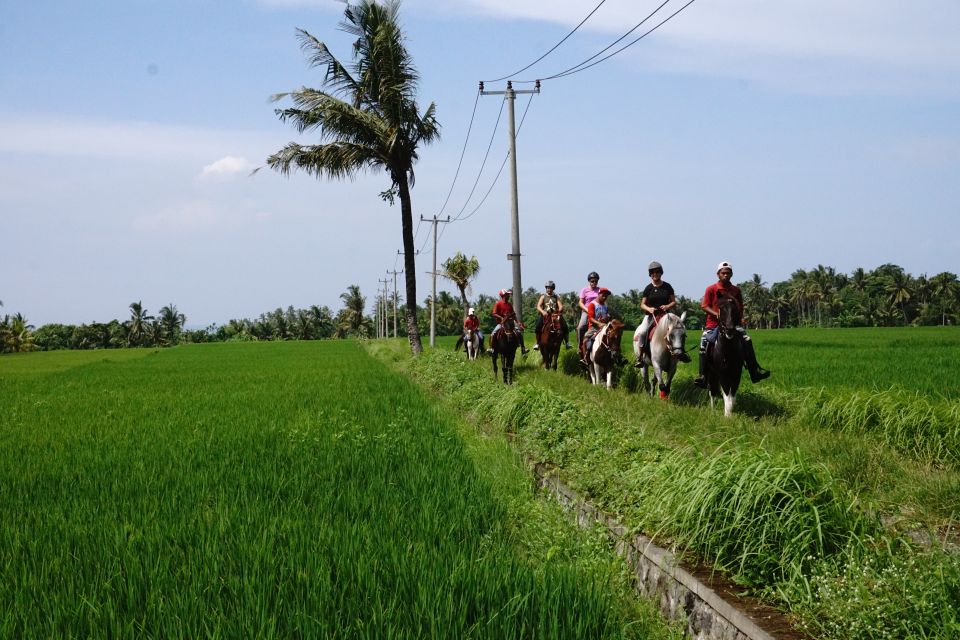 Horse Riding on the Beach and in the Rice Fields - Key Points