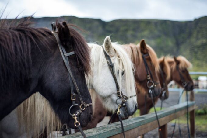 Horse Riding Tour in Reykjadalur (Hotspring Valley) - What to Expect During the Ride