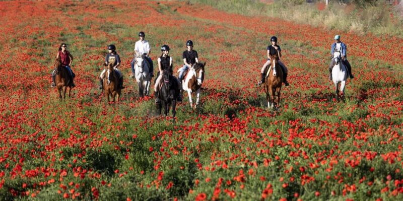 Horse Sanctuary in Rome - What to Bring