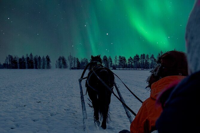 Horse Sleigh Ride Under The Night Sky in Apukka Resort, Rovaniemi - The Sum Up: Is It Worth It?