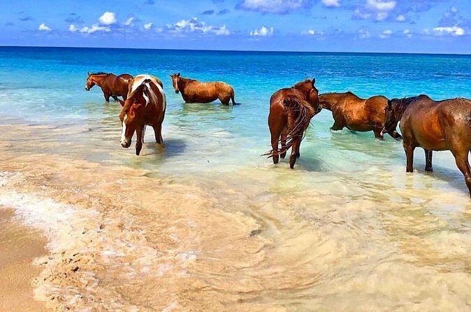 Horseback Ride and Swim Plus Dunns River from Montego Bay - An In-Depth Look at the Tour