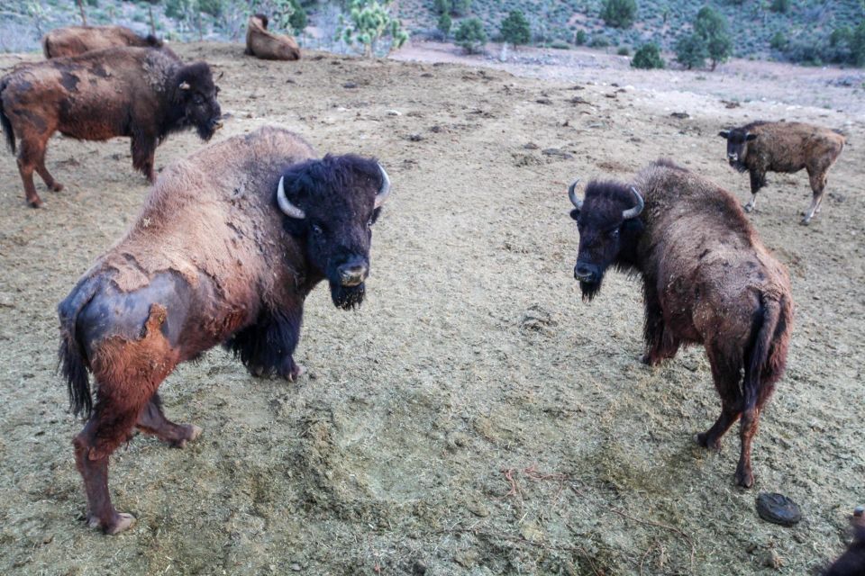 Horseback Ride Thru Joshua Tree Forest With Buffalo & Lunch - Customer Reviews