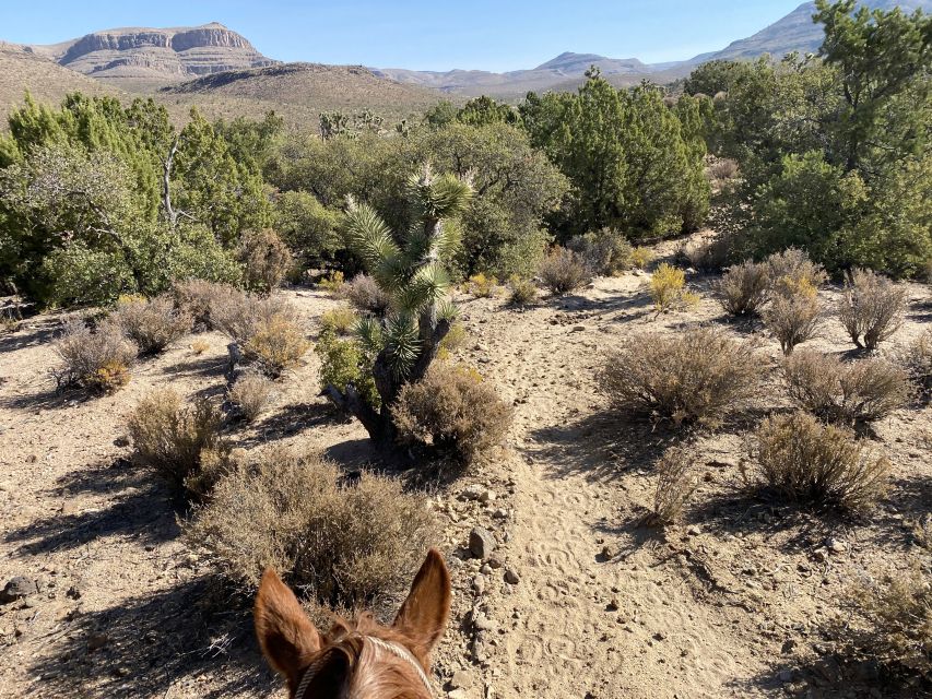 Horseback Ride Thru Joshua Tree Forest With Buffalo & Lunch - Drop-off Locations