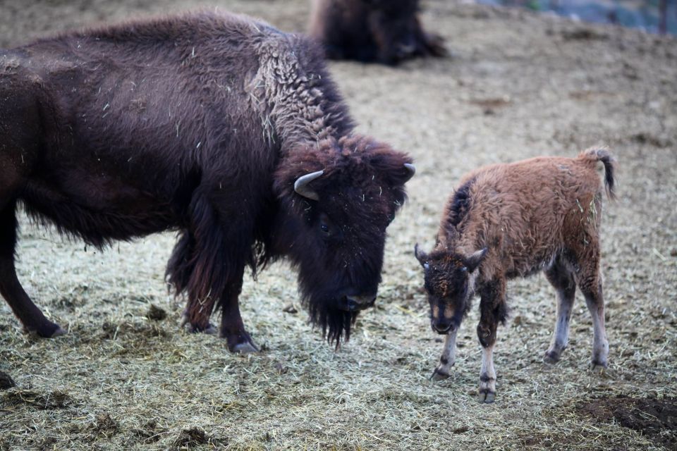Horseback Ride Thru Joshua Tree Forest With Buffalo & Lunch - Directions