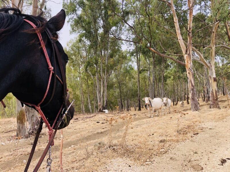 Horseback ride to Caltabellotta and brunch with a shepherd - FAQ