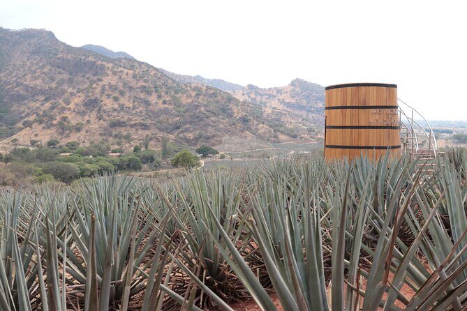 Horseback Riding among Agaves and Food: Experience the Morning in Amatitan - Key Points