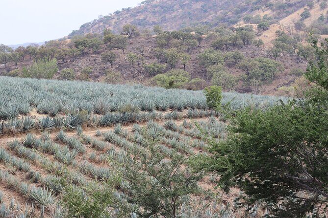 Horseback Riding among Agaves and Food: Experience the Morning in Amatitan - What Travelers Say