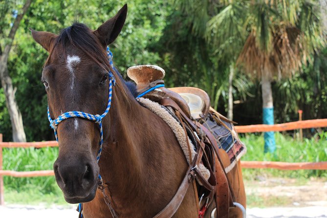 Horseback Riding and Cenote Swim From Cancun or Playa Del Carmen - Customer Feedback and Experiences