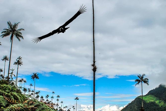Horseback Riding and Excursion in Cocora Valley - Meeting and Pickup