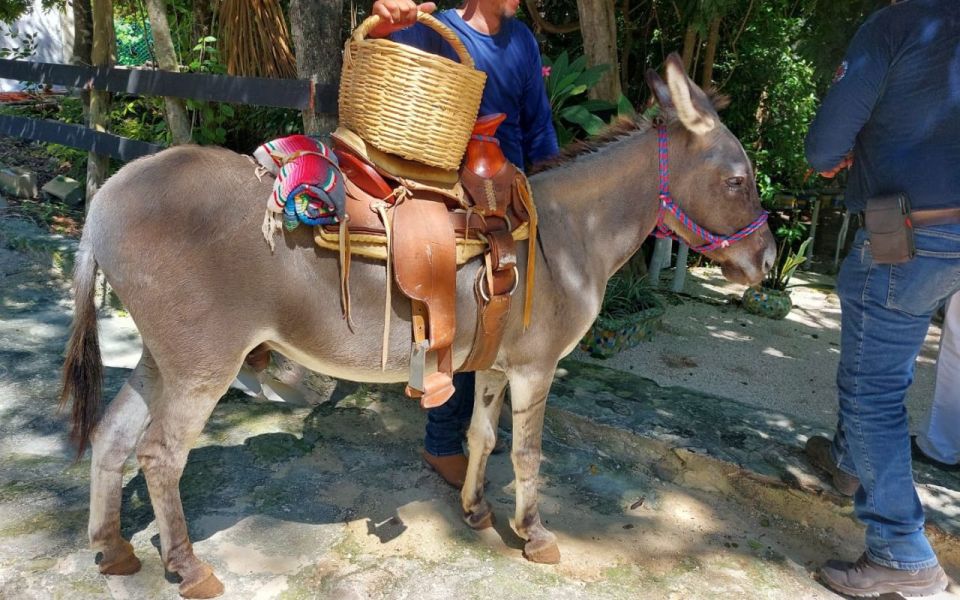 Horseback Riding at Rancho Bonanza and Cenote Swim - Cenote Experience