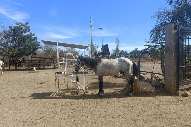 Horseback Riding at Stone Island on the Beach - FAQ