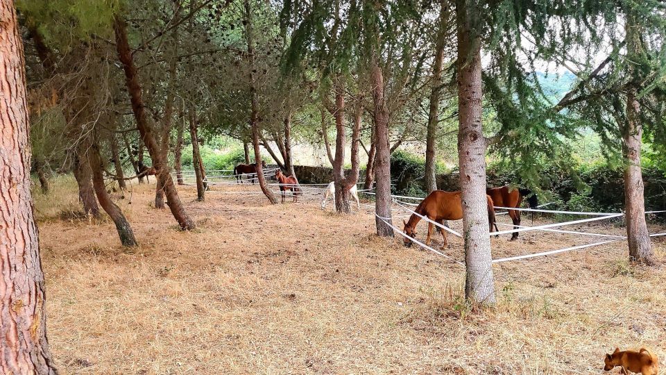 Horseback Riding in the Castelsardo Area - Meeting Point and Parking Details