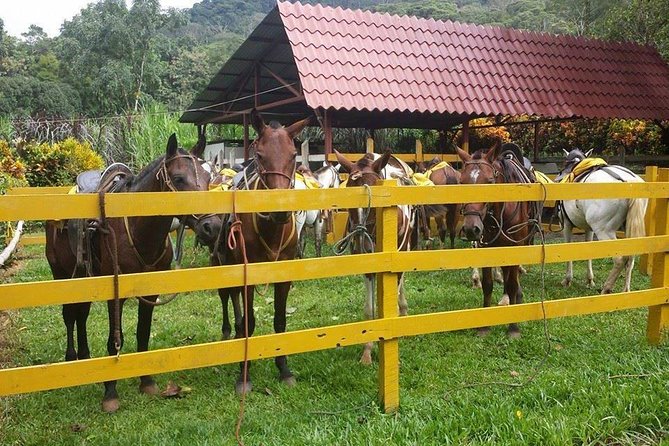 Horseback Riding Jaco - Good To Know