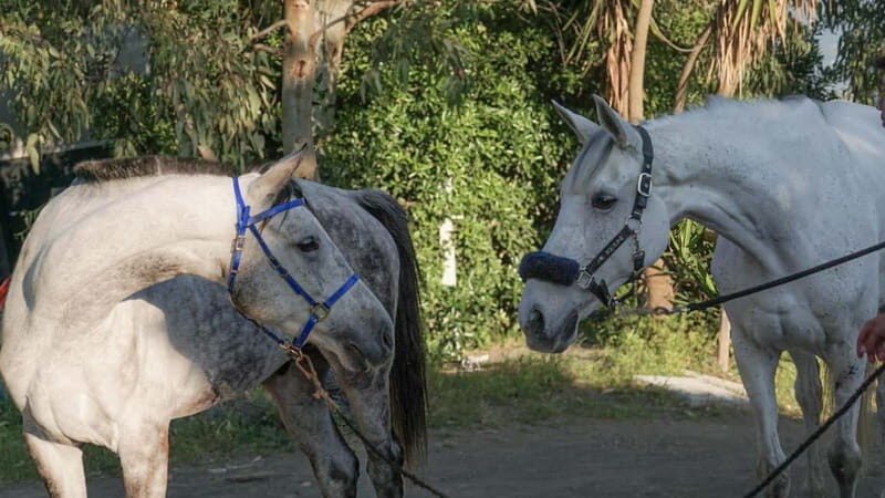 Horseback Riding on Mt.Vesuvius with Wine Tasting and Dinner - The Experience: Authenticity, Scenery, and Food