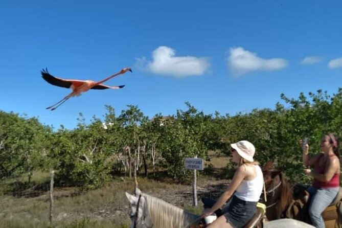 Horseback Riding on the Beaches of Holbox - Frequently Asked Questions
