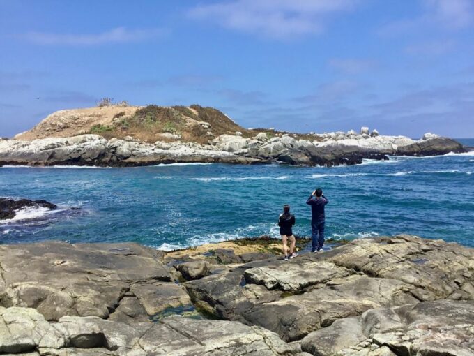 Horseback Riding, Penguins, Winery, Alpacas & Cowboy BBQ - Alpaca Farm Interaction