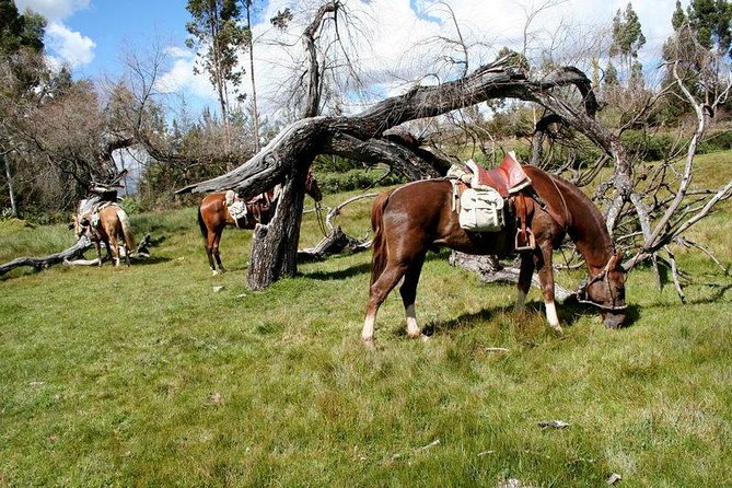 Horseback Riding Temple of the Moom in Cusco - Safety Considerations