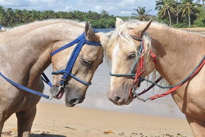 Horseback Riding to Maimon River from Punta Cana - Authenticity and Experience