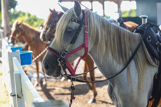 Horseback Riding Tour at Private Ranch - Authenticity and Genuine Experiences from Reviews