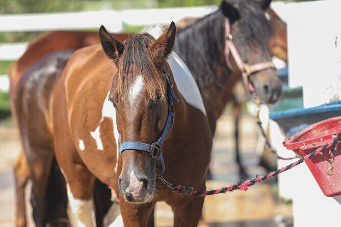 Horseback Riding Tour at Private Ranch - FAQ