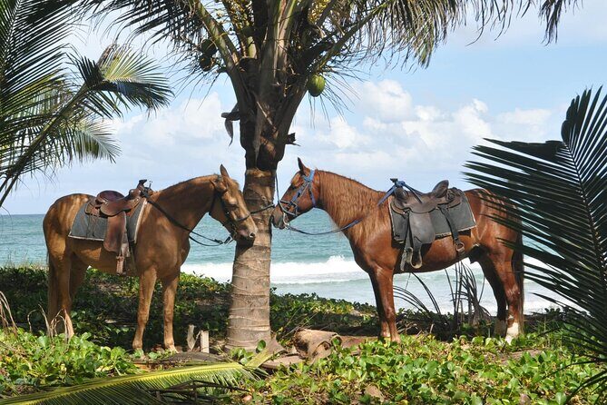 Horseback Riding Tour on the Beaches of Punta Cana - An In-Depth Look at the Horseback Riding Tour