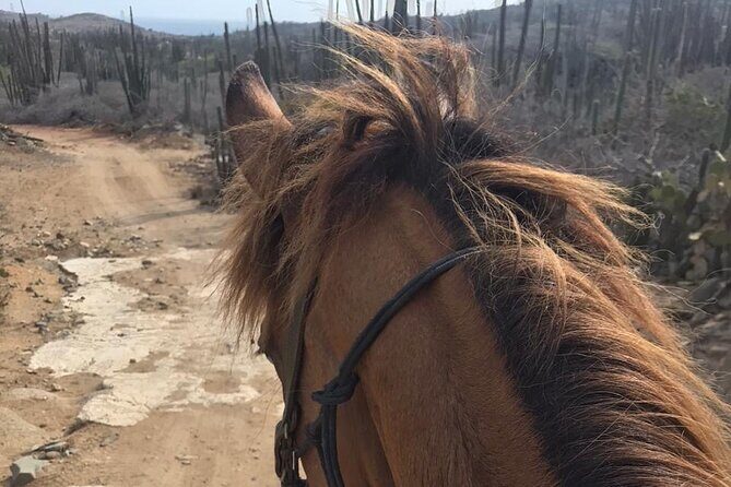 Horseback Riding Wariruri Beach Tour in Aruba - The Sum Up