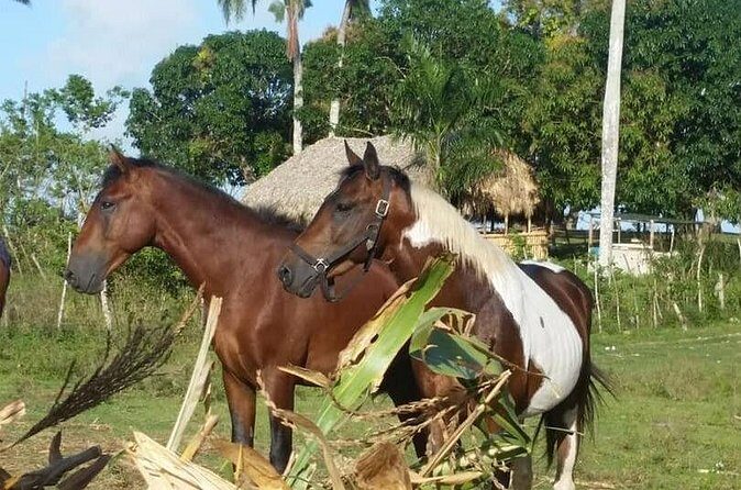 Horseback Riding with Pickup from Punta Cana - FAQs