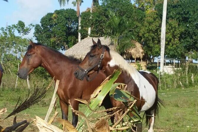 Horseback Riding with Pickup from Punta Cana - Final Thoughts