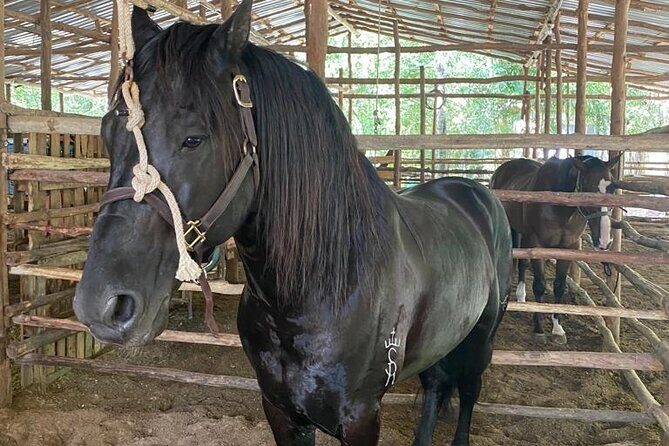Horseback Riding Ziplines and Cenote Tour with Lunch - An In-Depth Look at the Tour Experience