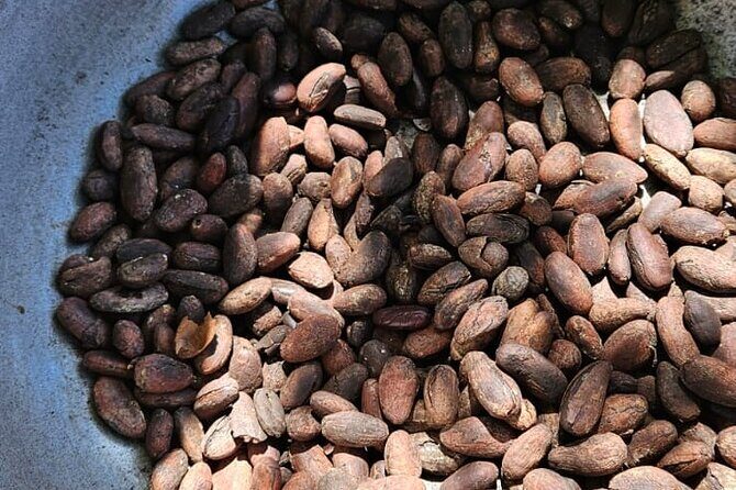 Horses, Buggy, and plantation in Chocaci Ranch - Final Thoughts on Value and Experience