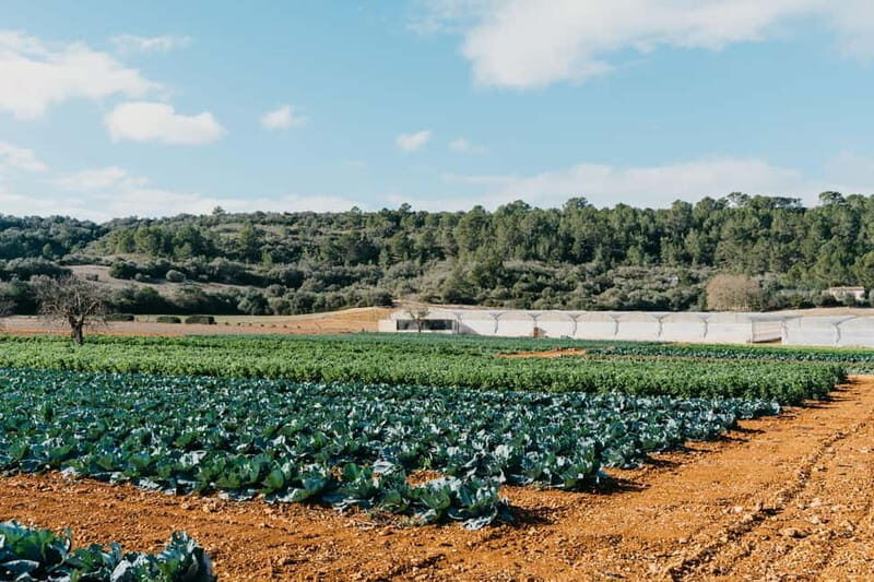 Hort de Sa Vall: Guided tour of the crops and outdoor dinner - An Authentic Taste of Mallorca’s Countryside